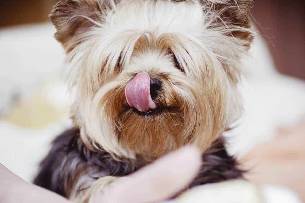 adorable-yorkie--dog-tongue-out